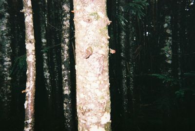 tree trunk