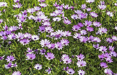 High angle view of purple flowering plants on field