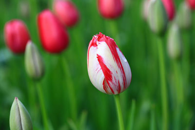 Close-up of red tulip