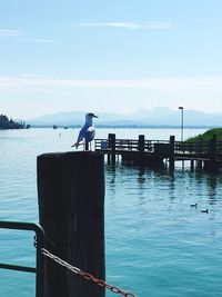 Silhouette of seagull on pier