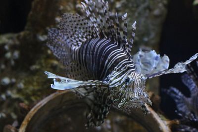 Close-up of jellyfish swimming in aquarium