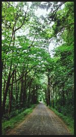 Road passing through forest