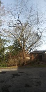 Road amidst bare trees and buildings against sky