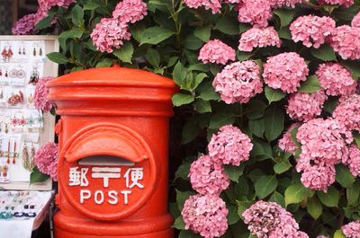 Mail box against hydrangea flowers blooming on plant