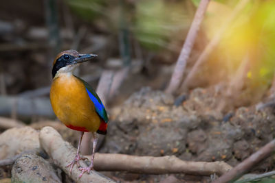 Close-up of bird perching outdoors