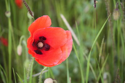 Close-up of red poppy flower on field