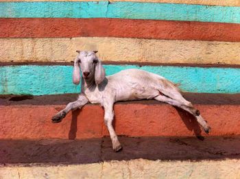 View of a goat relaxing on steps
