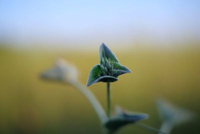 Close-up of white flowering plant