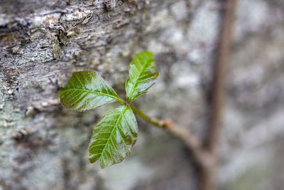 Close-up of leaves on tree trunk