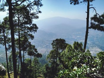 Scenic view of forest against sky