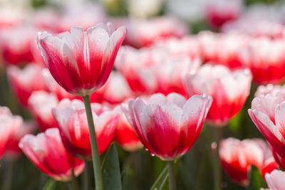 Close-up of pink tulips