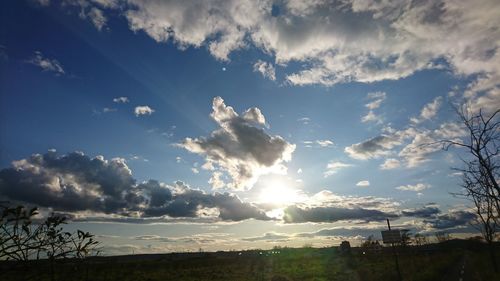 Low angle view of trees against sky