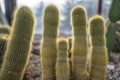 Close-up of succulent plant