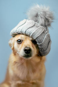 Close-up portrait of dog against blue background