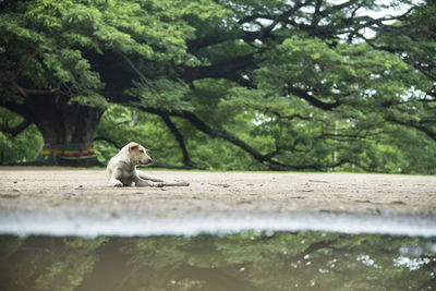 View of a horse in the lake