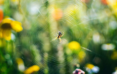 Close-up of spider on web