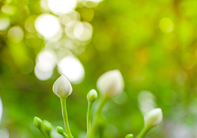 Close-up of flower against blurred background