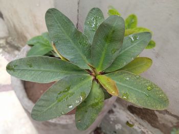 leaf