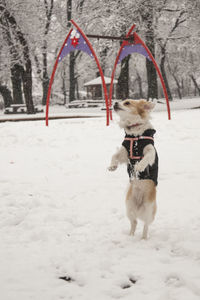 Dog standing on snow covered field