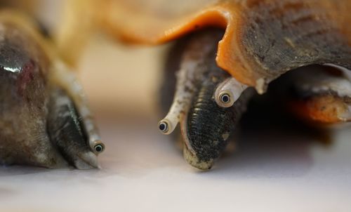 Close-up of snails