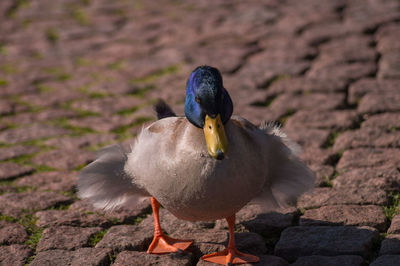 High angle view of mallard duck on footpath