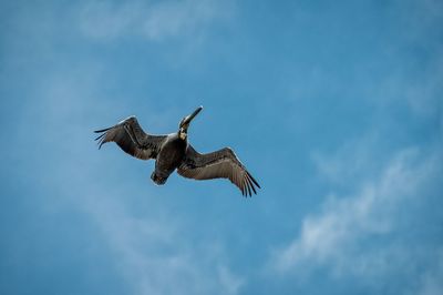 Low angle view of bird flying against sky