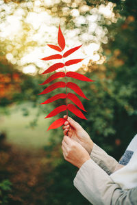 Close-up of hand holding maple leaves