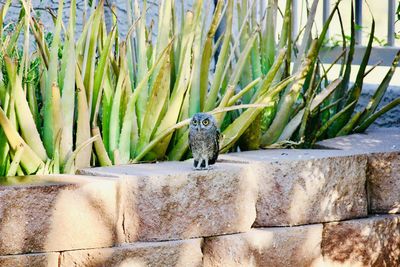 Western screech owl