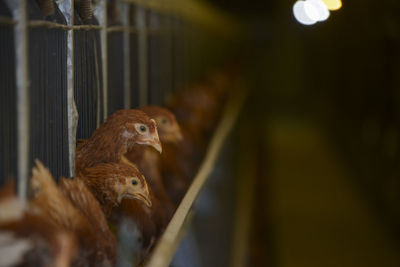 Close-up of bird in cage