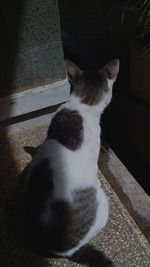 High angle view of cat sitting on floor