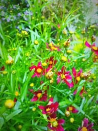 Close-up of flowering plants