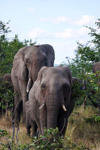 Elephant in a farm