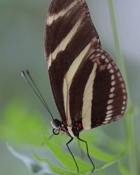 Close-up of butterfly