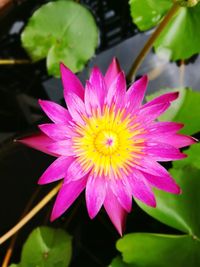 Close-up of pink water lily in pond