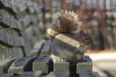 Close-up of squirrel on wood