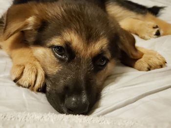 Close-up portrait of dog resting on bed