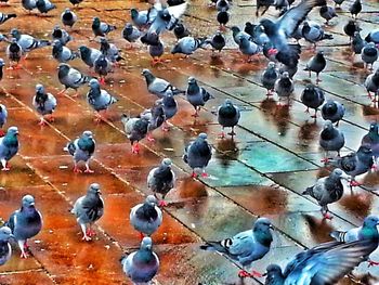 High angle view of pigeons perching on wet snow