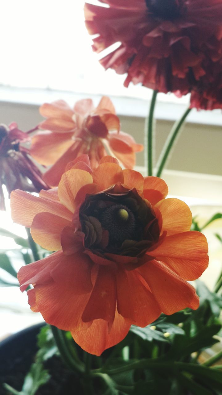 flower, petal, flower head, freshness, fragility, close-up, single flower, growth, beauty in nature, pollen, blooming, focus on foreground, plant, nature, orange color, red, stamen, in bloom, day, indoors