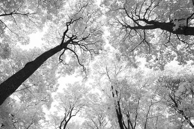 Low angle view of silhouette trees in forest against sky