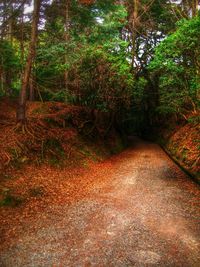 Trees in forest