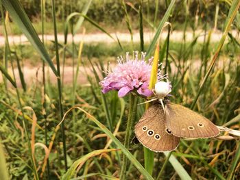 Close-up of butterfly on flower in field