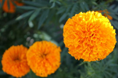 Close-up of orange marigold blooming outdoors