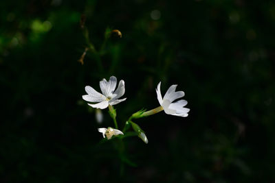 Close-up of white flowering plant