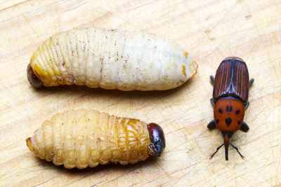 High angle view of caterpillar on cutting board