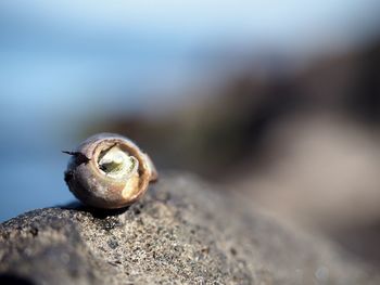 Close-up of snail on rock