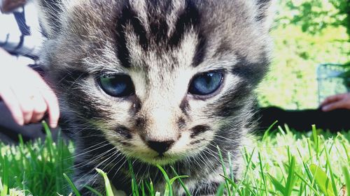 Close-up portrait of cat