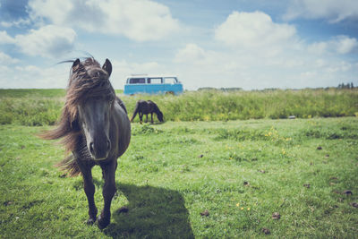 Horse standing on field against sky