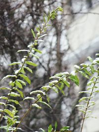Close-up of fresh green plants