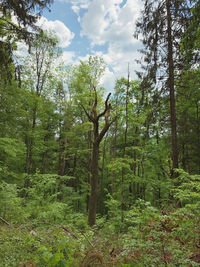 Trees in forest against sky