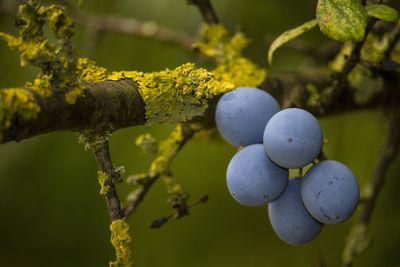 Close-up of fruits growing on tree